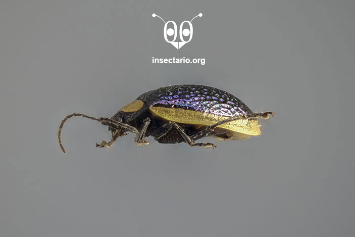 un Escarabajo Pulga (Asphaera albomarginata).