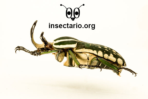un Escarabajo Polifemo (Mecynorhina polyphemus).