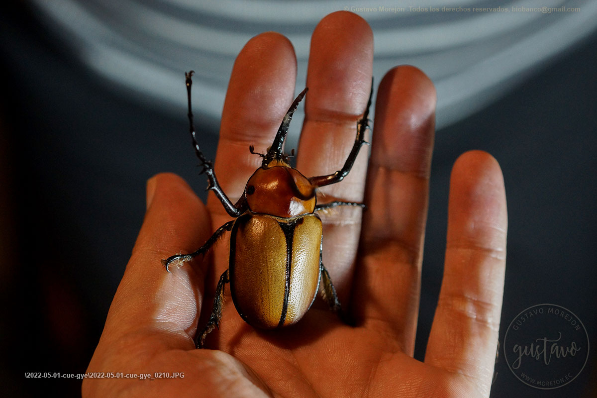 Escarabajos: insectos fuertemente acorazados