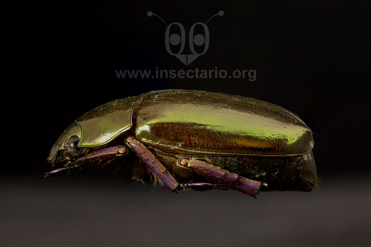 Chrysina argenteola, El Escarabajo de Oro.