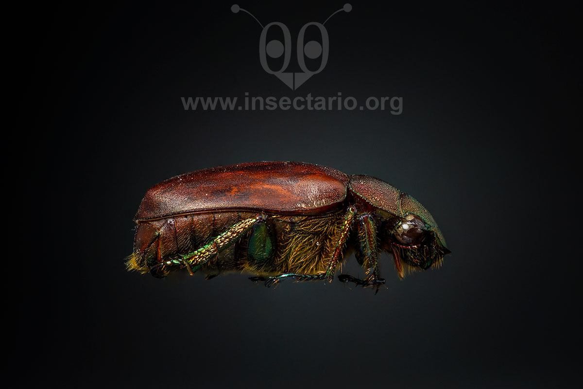 Spodochlamys gigas, Escarabajo Brillante Gigante.