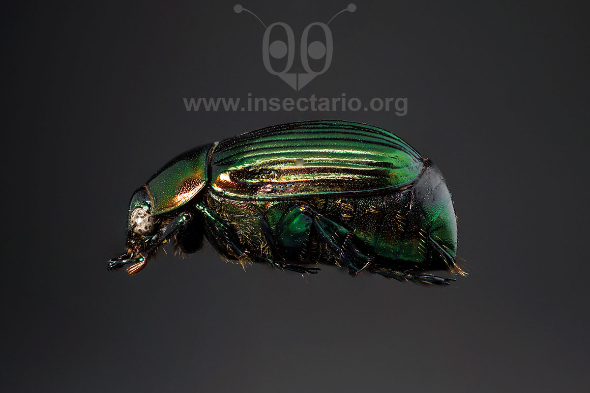 Rutelinae no identificado, Escarabajo brillante de las hojas, no identificado.