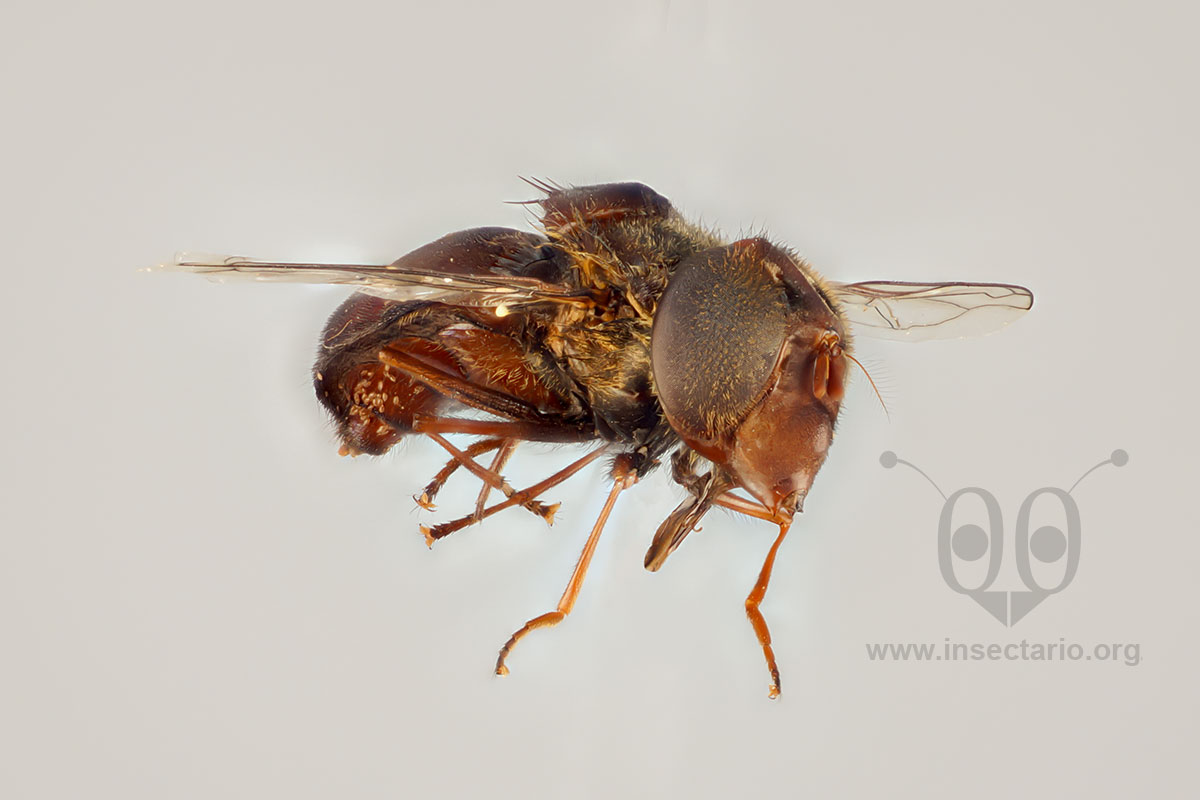 Copestylum sp., Mosca de las flores, no identificada..