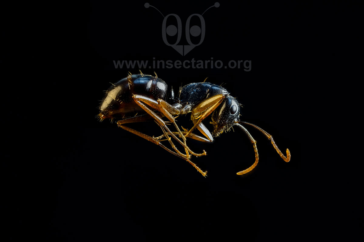 Anatomía de la hormiga carpintera (Camponotus sp)..