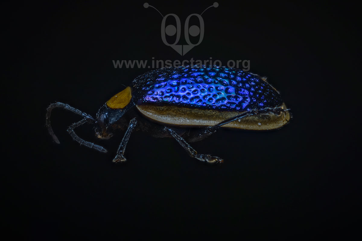 Asphaera albomarginata, Escarabajo Pulga Azul Metálico.