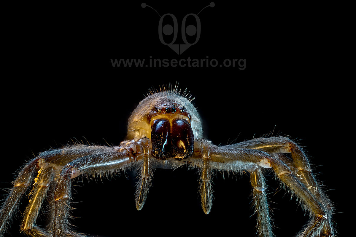 Eutichurus sp, Araña casera mitúrgida.