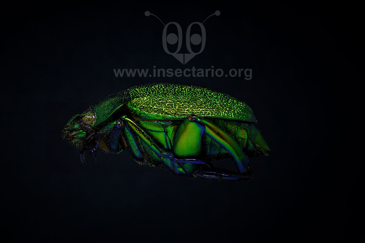 Chrysophora chrysochlora, Escarabajo brillante de las hojas.