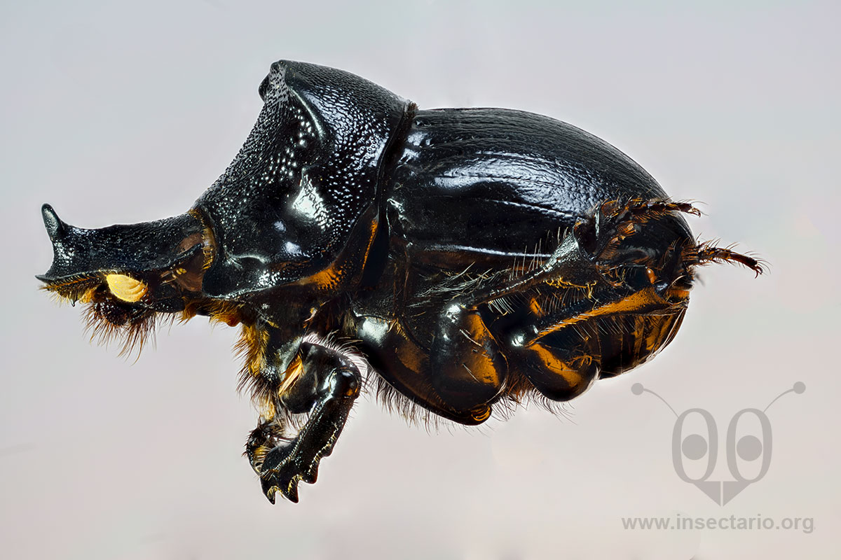 Dichotomius cotopaxi, Escarabajo Estercolero del Cotopaxi.