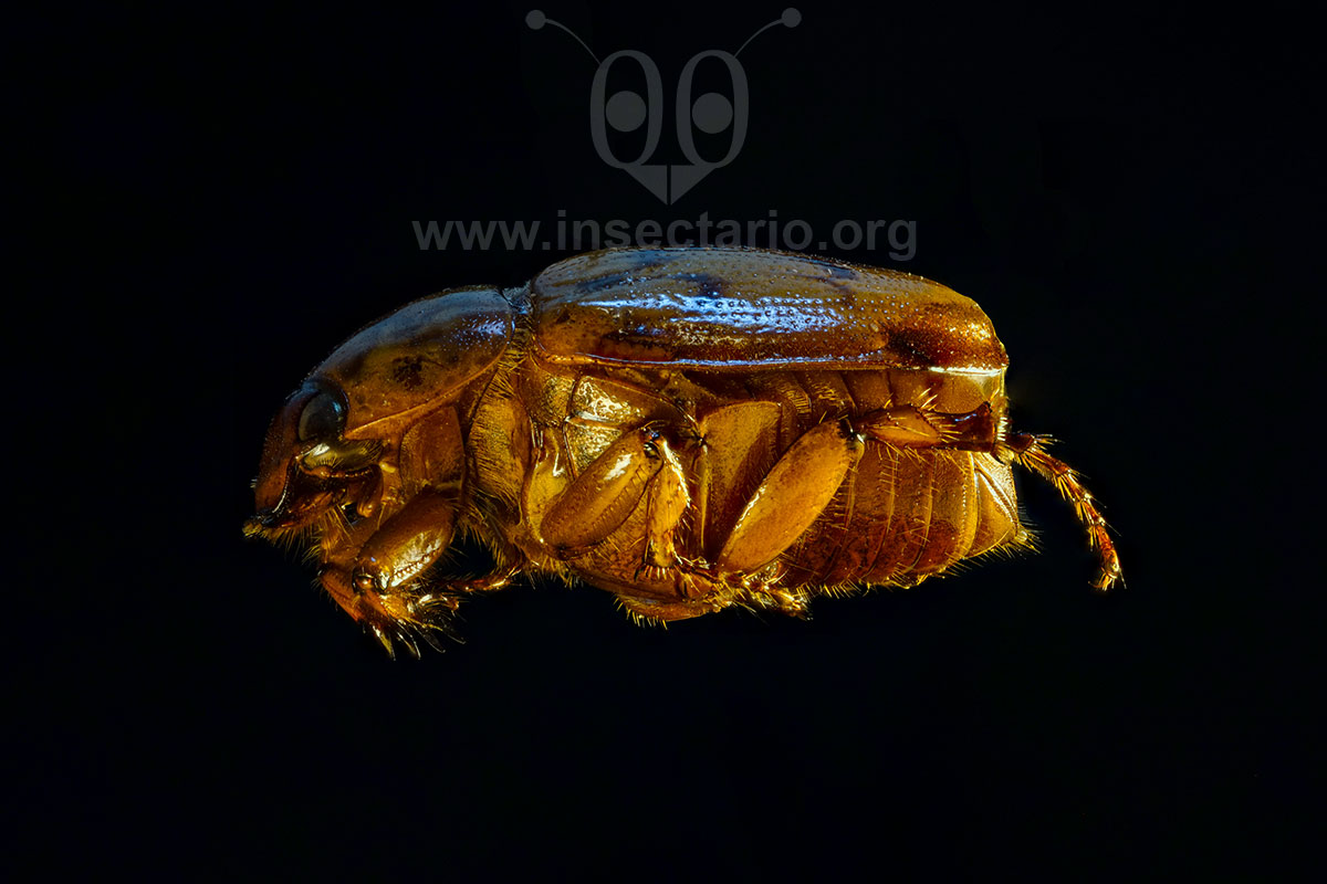 Cyclocephala fulgurata , Escarabajo gallinita ciega.