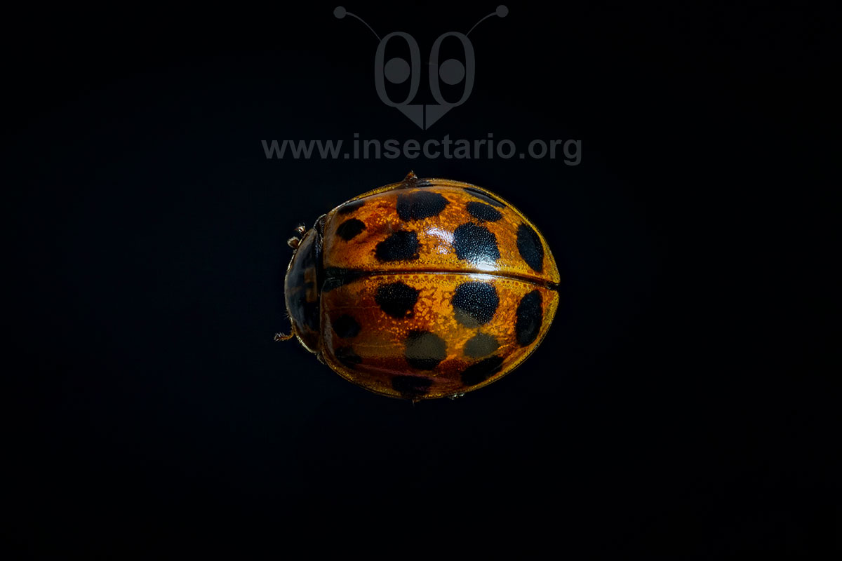 Harmonia axyridis, Mariquita Harlequín.