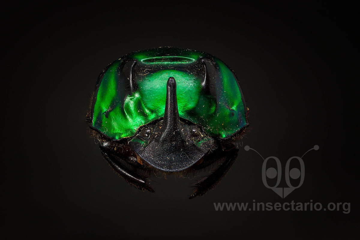 Oxysternon conspicillatum, Escarabajo Estercolero Verde.