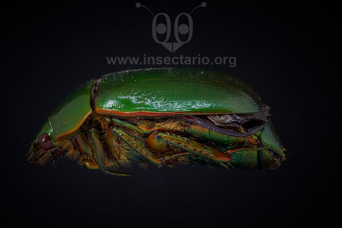 Ptenomela euchlorides, Escarabajo verde brillante.