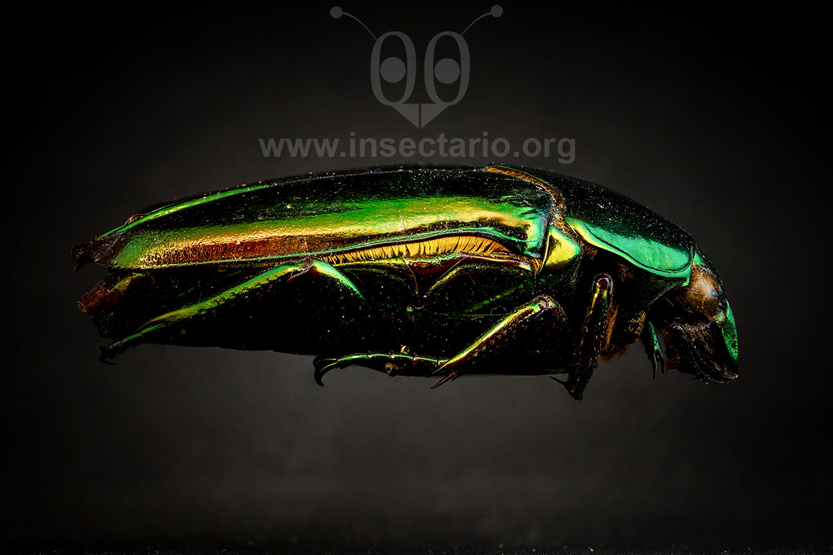 Ischiopsopha sp., Escarabajo frutero.