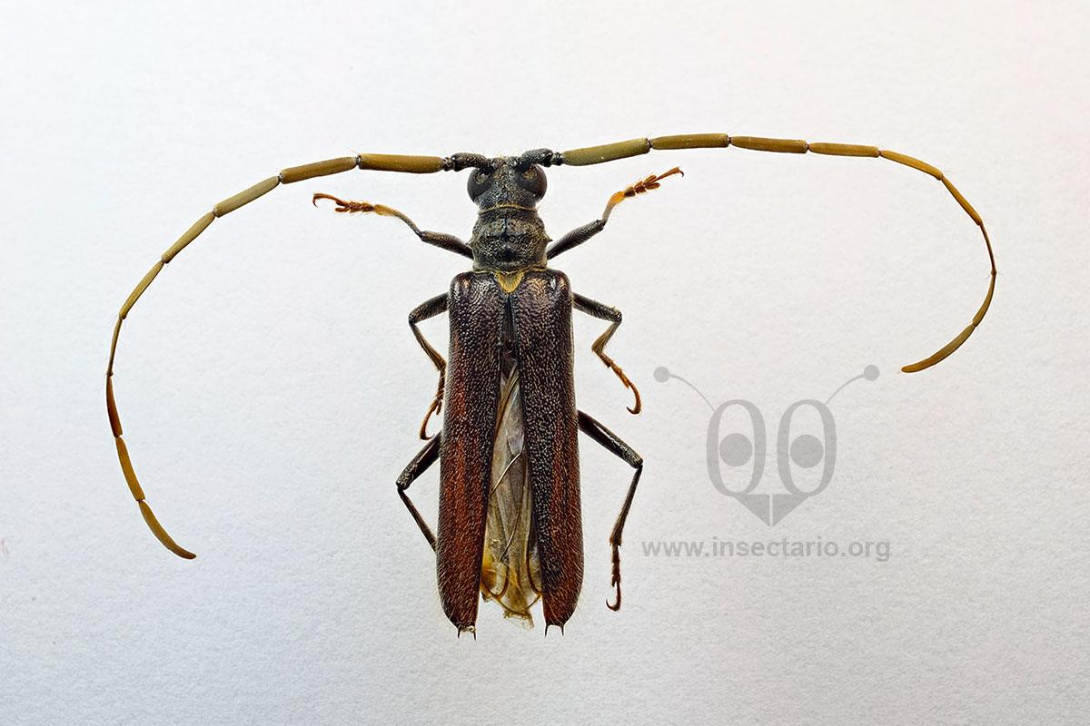 Amphelictus sp., El Escarabajo Amphelictus de antenas largas.