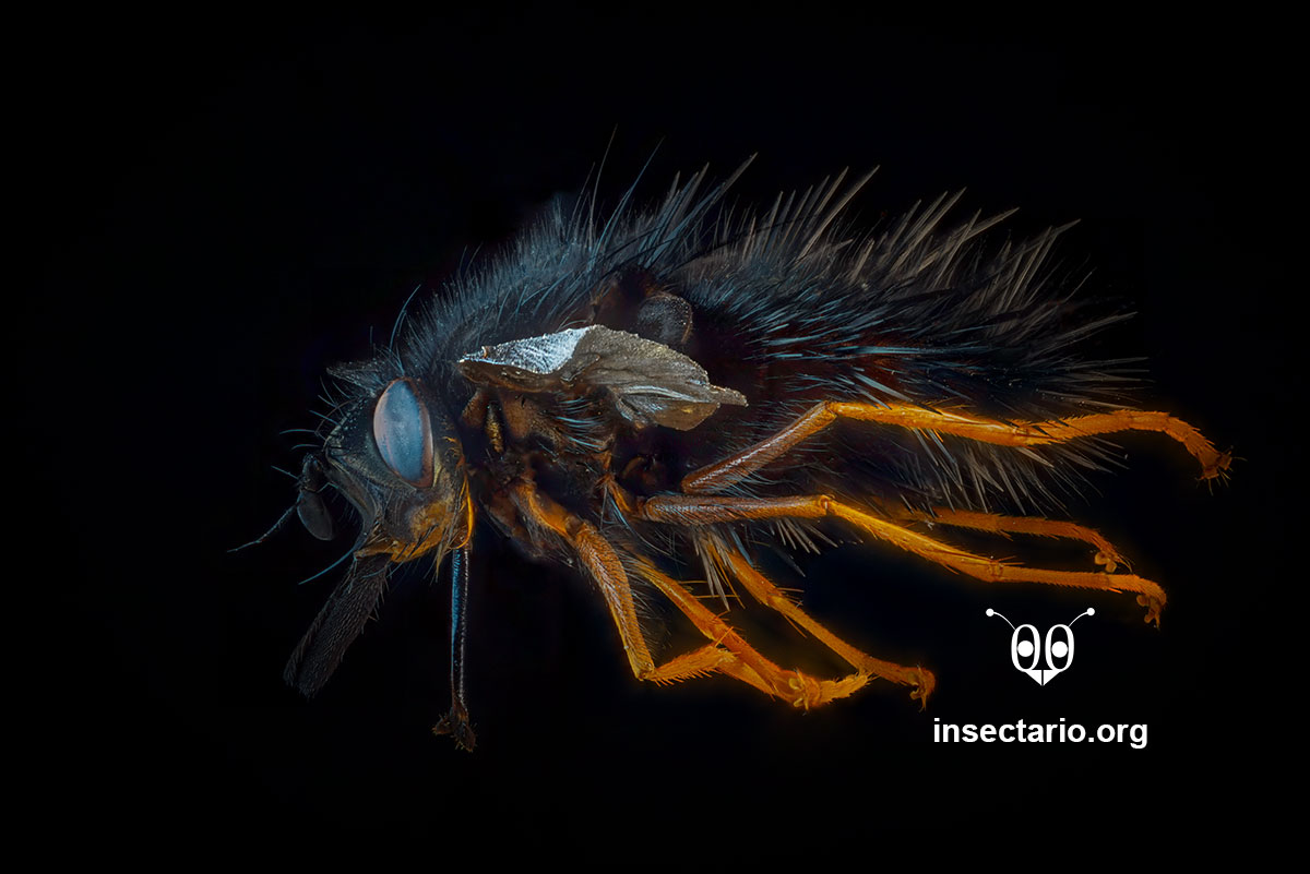 Anatomía de una mosca (Eudejeania sp.).